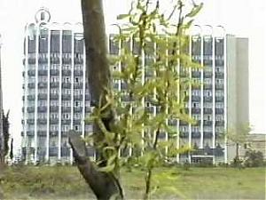 ������� ���� 1988 ���
